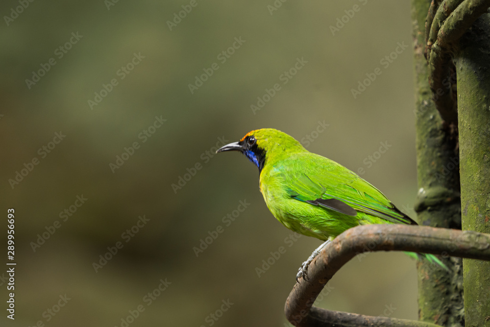 Adult Golden-fronted Leafbird (Chloropsis aurifrons) perching on the rusty metal bar.