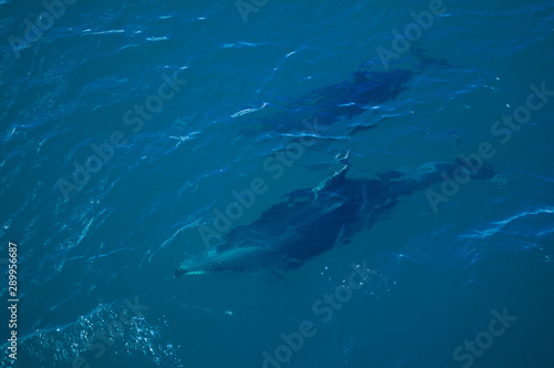 Dolphins under the surface about to break © Shaela