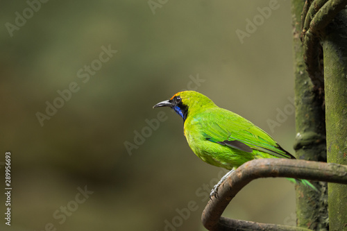 Adult Golden-fronted Leafbird (Chloropsis aurifrons) perching on the rusty metal bar. © Supawit
