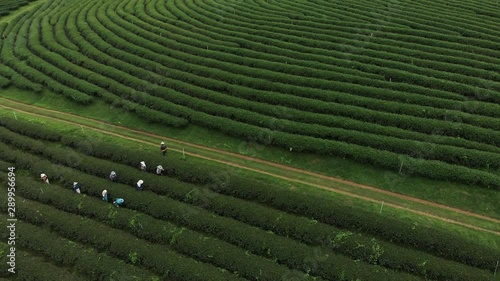 Worker picking up fresh green leave over beautiful tea plantation in Asian country, Chiangrai Thailand