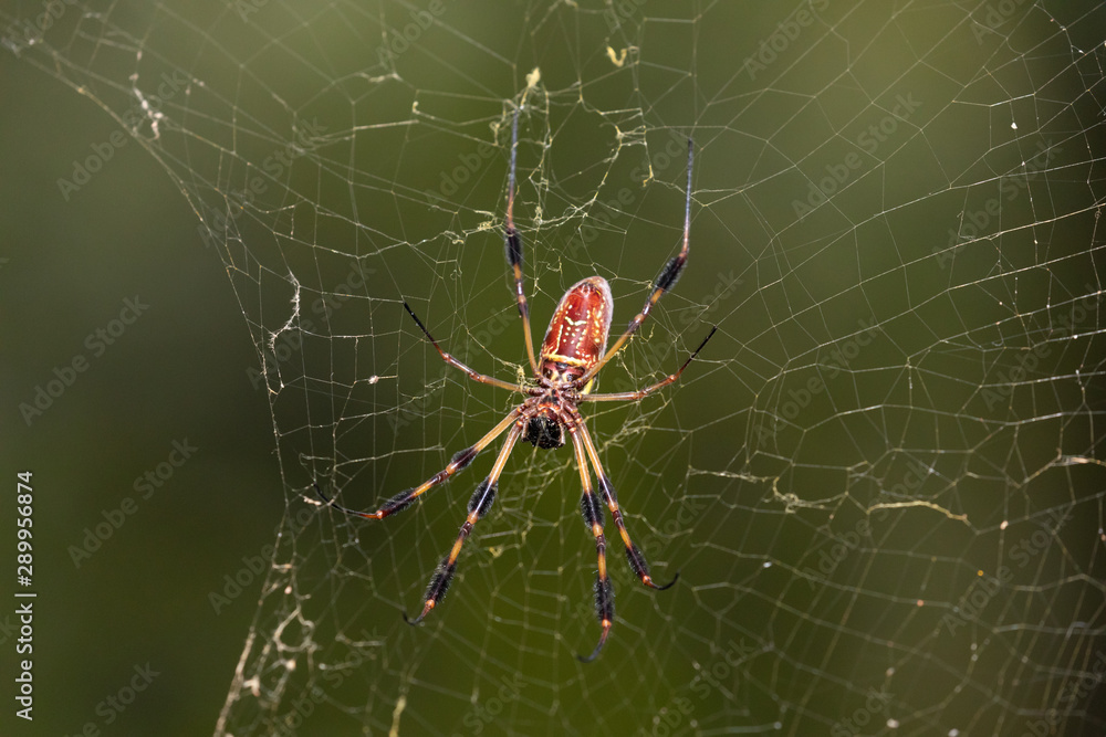 Close up of a Golden Silk Orb-Weaver (Nephila) spider sitting in its impressive web. These are commonly known as banana spiders in the southern U.S. Close up of a Golden Silk Orb-Weaver (Nephila) spider sitting in its impressive web. These are commonly known as banana spiders in the southern U.S.