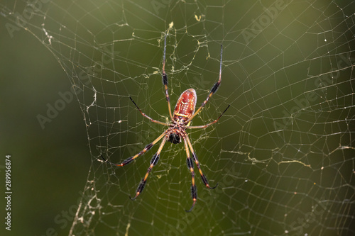 Close up of a Golden Silk Orb-Weaver (Nephila) spider sitting in its impressive web. These are commonly known as banana spiders in the southern U.S.