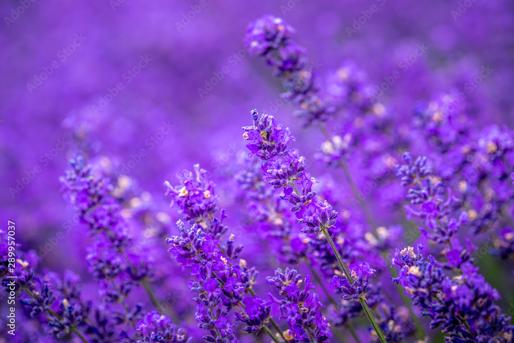 Naklejka premium Kwitnące pola lawendy w Pacific Northwest USA
