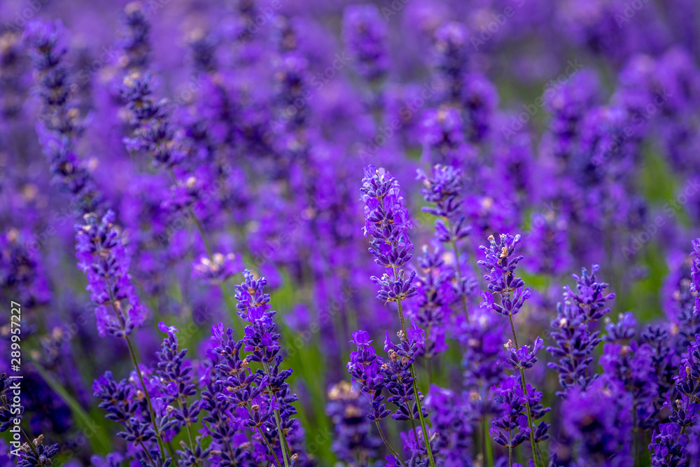 Obraz premium Blooming lavender fields in Pacific Northwest USA