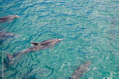 Dolphins in Blue Water following in the surf © Shaela