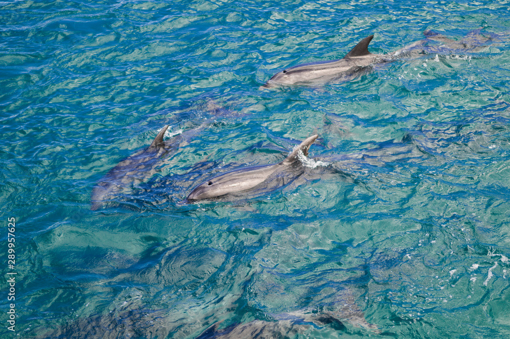 Obraz premium Dolphins in Blue Water following in the surf