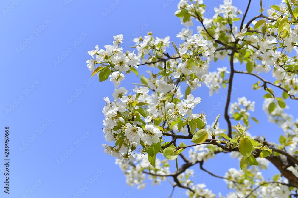 Pear flower in full bloom in spring Pear flower in full bloom in spring