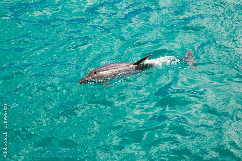 Naklejka premium Dolphins in Blue Water following in the surf