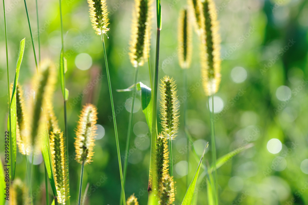 Naklejka premium Green foxtail grass in the sunshine