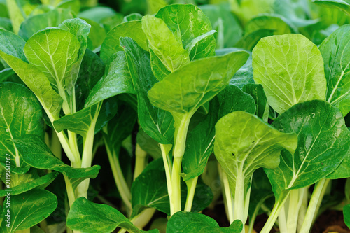 Φωτογραφία Green choy sum crops growing in vegetable garden