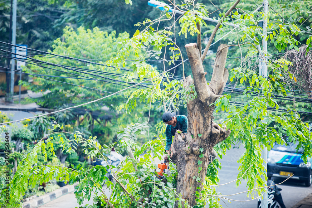 Fototapeta premium Lumberjack is using a chainsaw to cut down a tree