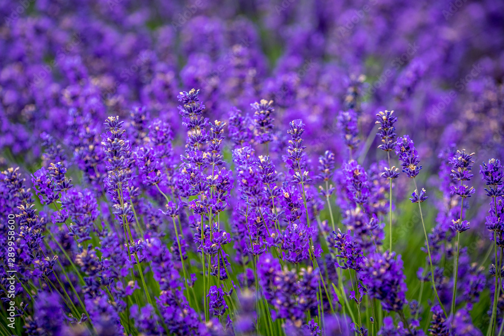 Blooming lavender fields in Pacific Northwest USA Blooming lavender fields in Pacific Northwest USA