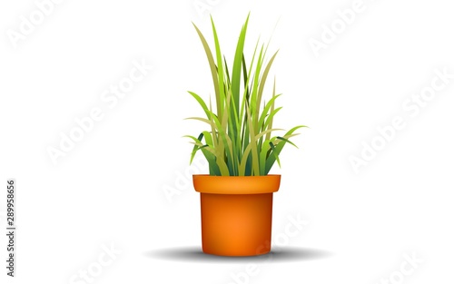 green grass in pot on the white background