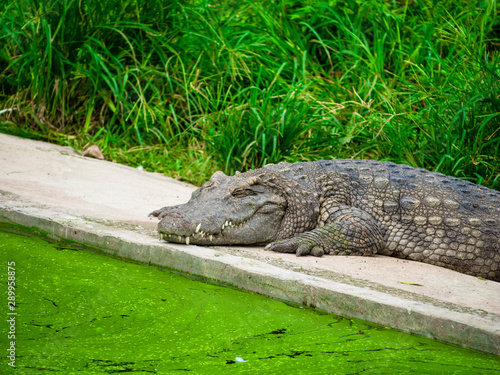 Crocodile live in the marsh.