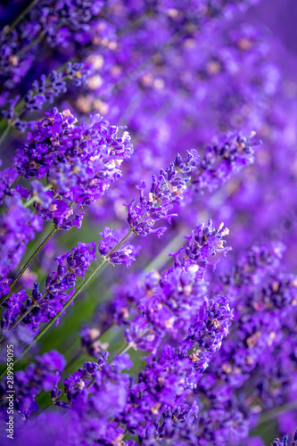 Blooming lavender fields in Pacific Northwest USA