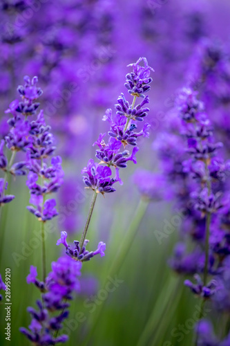 Fototapeta Naklejka Na Ścianę i Meble -  Blooming lavender fields in Pacific Northwest USA