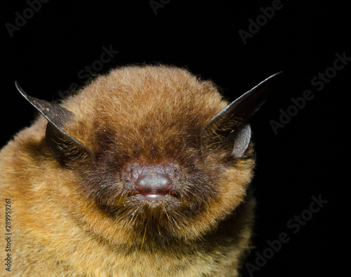 The red myotis (Myotis ruber), is a vesper bat species found in Argentina, Brazil, Paraguay and Uruguay. Listed as Near Threatened because, although the species is still reasonably widely distributed, photo