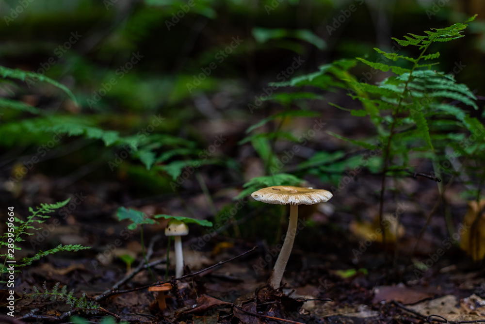 Mushroom in the forest Mushroom in the forest