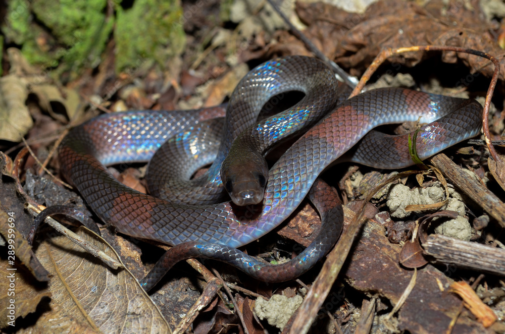 Obraz premium Oxyrhopus petola, commonly known as the false coral or calico snake, is a species of colubrid snake endemic to South America. 