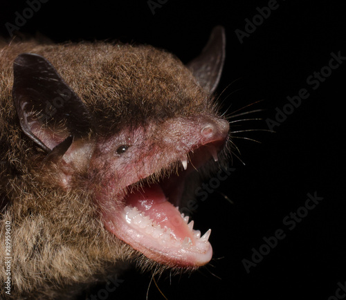 Mouse-eared bat (Myotis sp.) handle whith care by a Biologist 