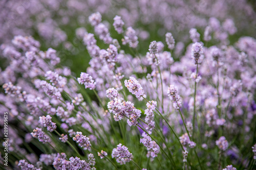 Blooming lavender fields in Pacific Northwest USA