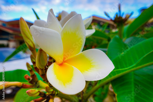 Profile of White and Yellow Plumeria