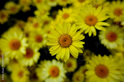 Background of Yellow Daisies with one in focus