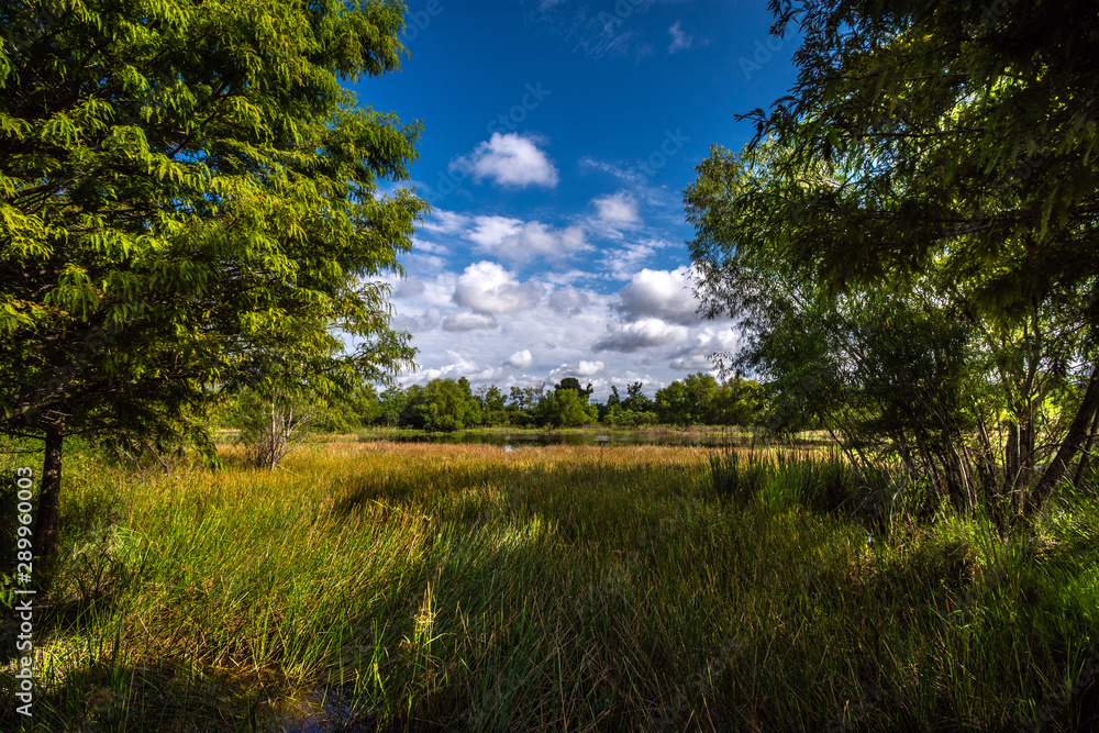 Obraz premium A small marsh in Pearland!