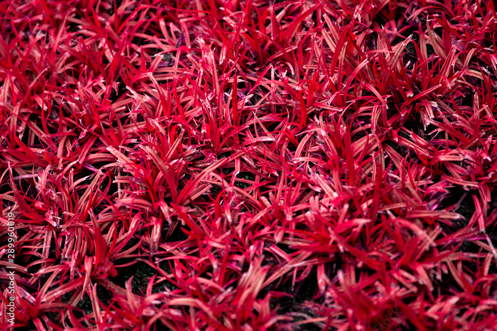 grass background / surface texture