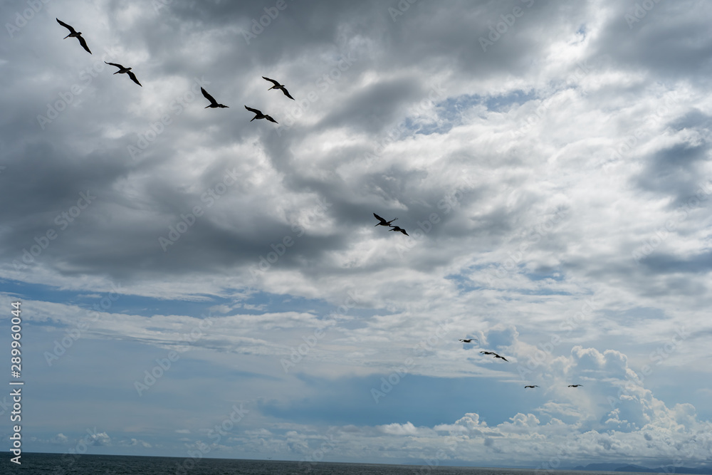 Beautiful aerial view of the majestic pelicans flying 