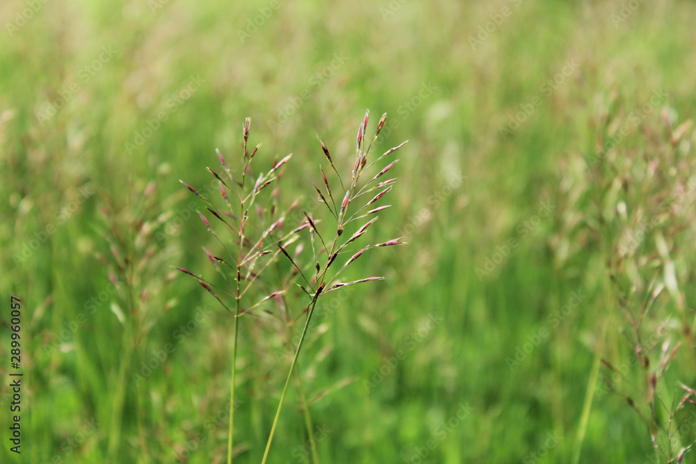 poaceae and branch nature