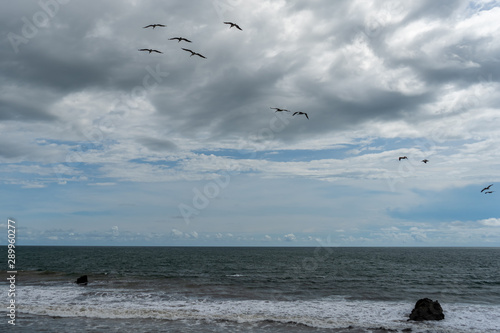 Beautiful aerial view of the majestic pelicans flying 