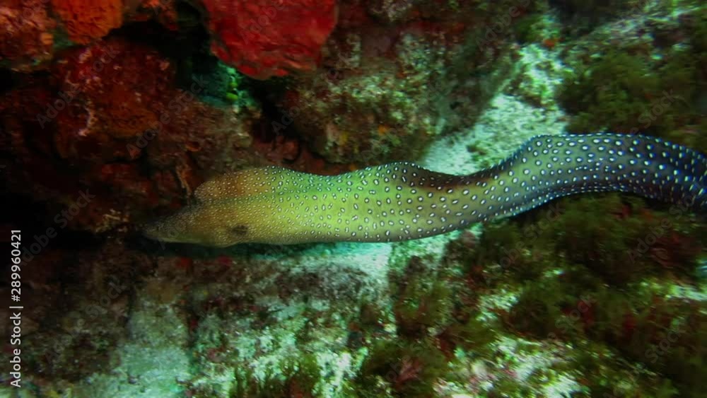 Spotted eel runs away from camera into reef Spotted eel runs away from camera into reef