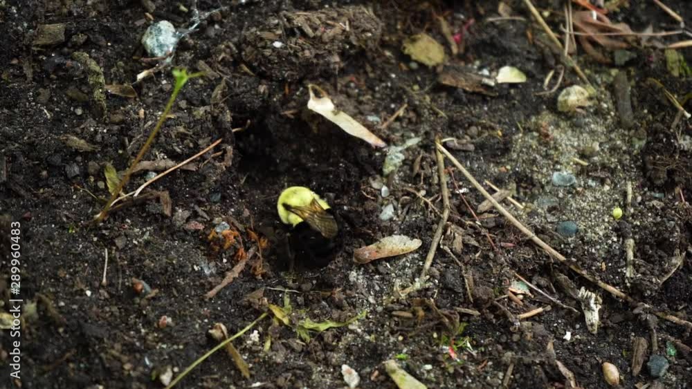 Bumble bee digging a good place for hibernation in slow motion in Vancouver Bumble bee digging a good place for hibernation in slow motion in Vancouver