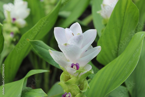 orchid flower nature