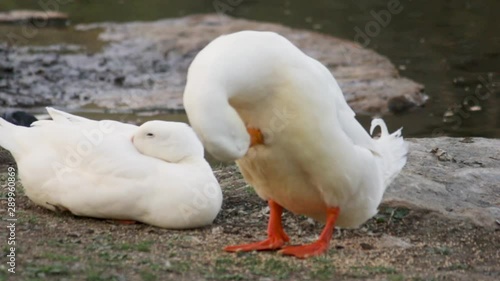 2 white ducks being quite duckly photo