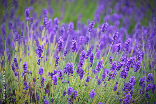 Blooming lavender fields in Pacific Northwest USA