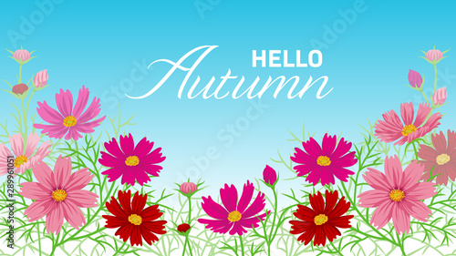 Cosmos flower frame - included words "Hello Autumn"