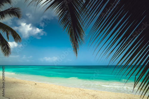 Fototapeta Naklejka Na Ścianę i Meble -  A look at the Caribbean Sea through the branches of a coconut palm.