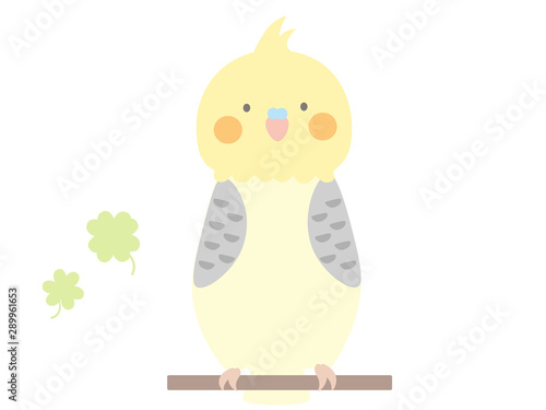 ほっこりオカメインコ