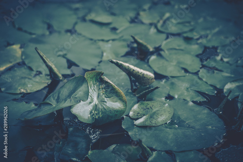Close up lotus leaf; nature background; vintage style