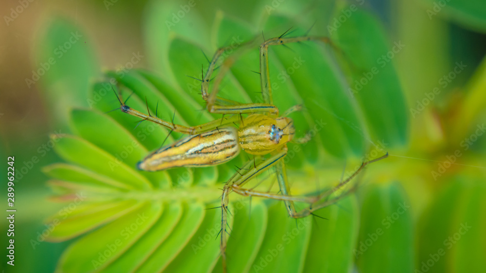 spider spider