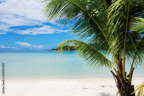 Palm tree on beach in summer. © RK1919