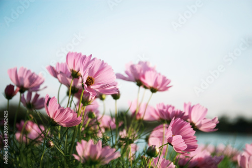 Pink cosmos with beautiful.