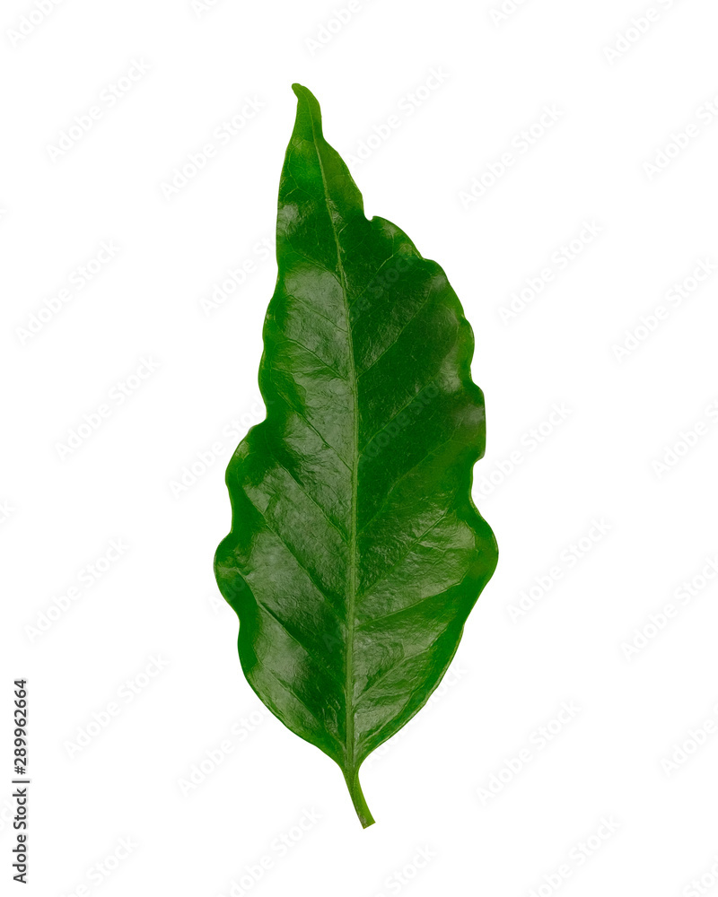 Arabica coffee leaf, Green coffee leaves, isolated on white Arabica coffee leaf, Green coffee leaves, isolated on white