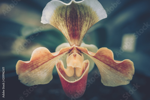 Close-up of Orchidaceae. vintage style.