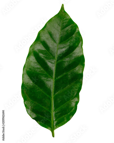 Arabica coffee leaf   Green coffee leaves  isolated on white