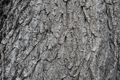 tree bark. background. close up. texture, pattern, wooden, closeup. Fragment of tree trunk with bark.