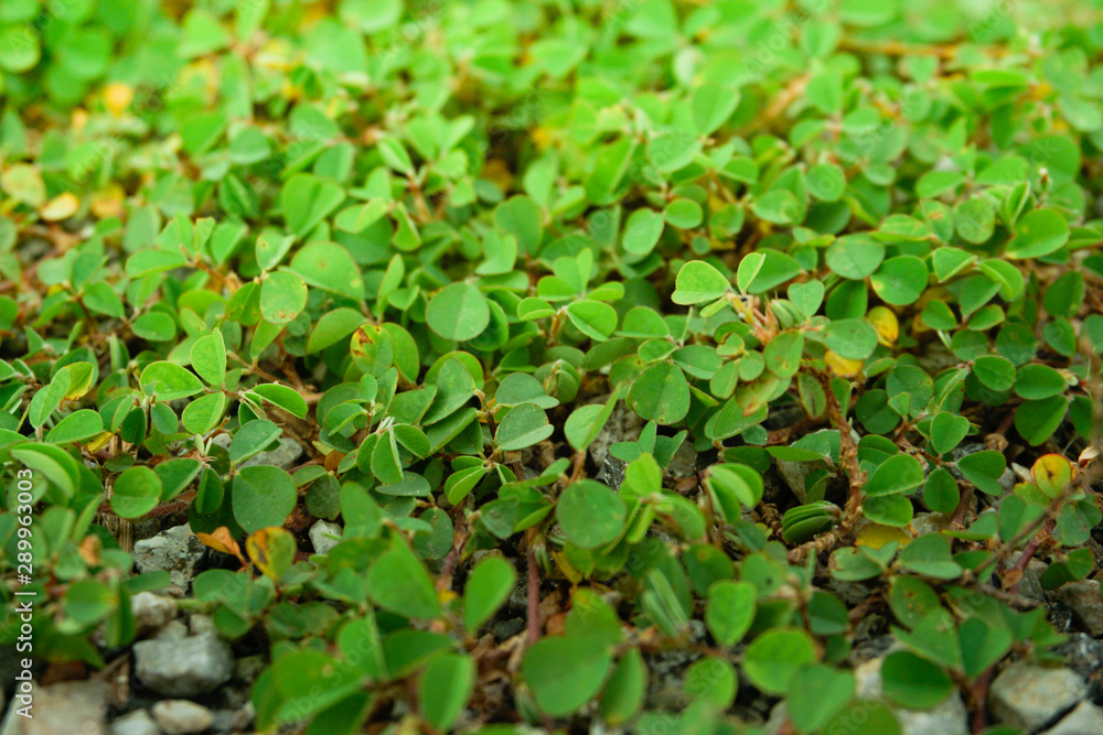 Many Clover Leaf Close up Many Clover Leaf Close up
