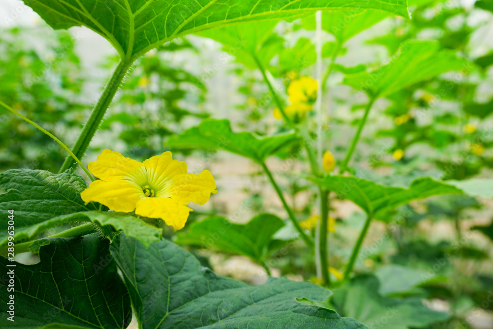 Melon flower, melon plant growing in organic garden Melon flower, melon plant growing in organic garden